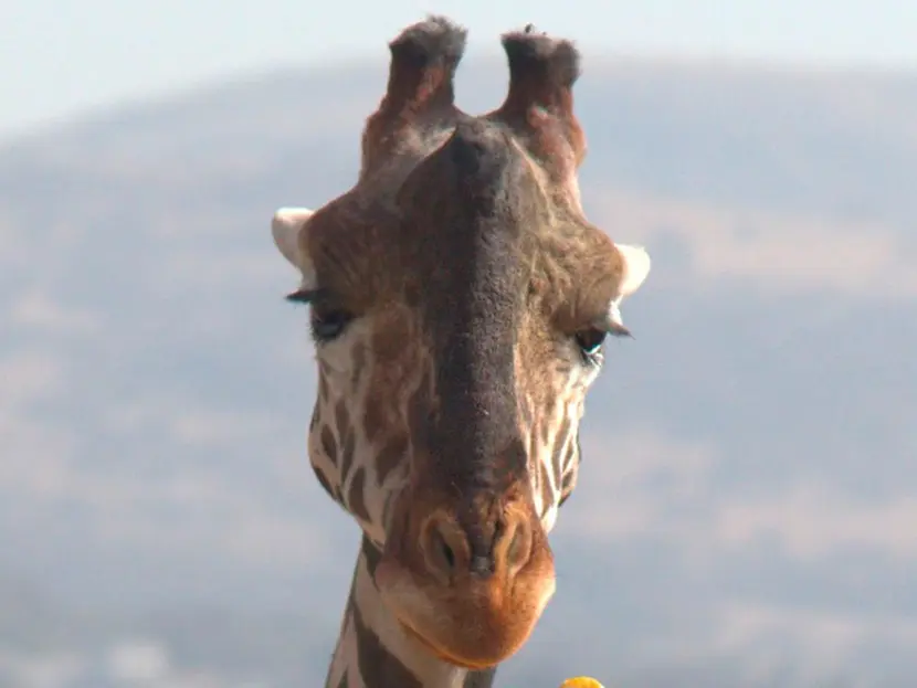 La Dieta Exquisita de Benito, la Jirafa Estrella de Africam Safari
