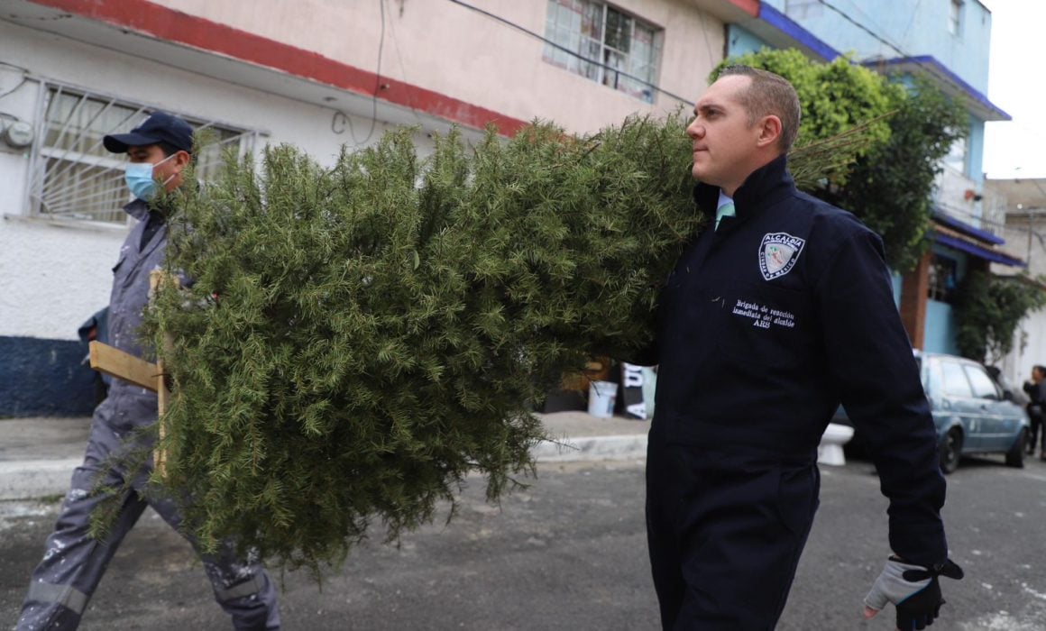 Inicia en Cuajimalpa el Programa de Recolección de Árboles de Navidad