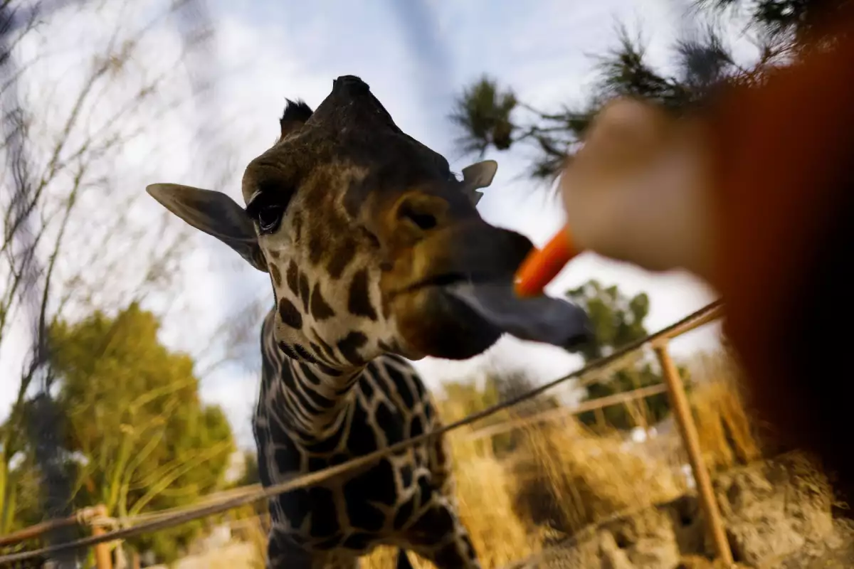 Traslado de la jirafa Benito desde Ciudad Juárez hacia Africam Safari en Puebla.