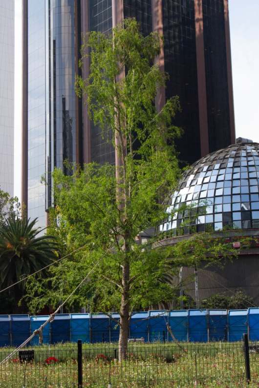 El Ahuehuete de Reforma Revive en Pleno Invierno, Informa el Jefe de Gobierno de la CDMX