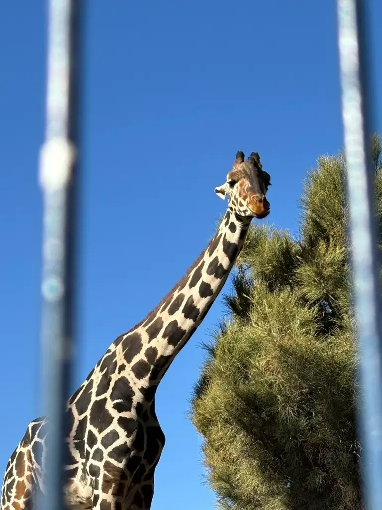 Arriba a Africam Safari la Jirafa “Benito” Tras un Viaje de más de 24 Horas