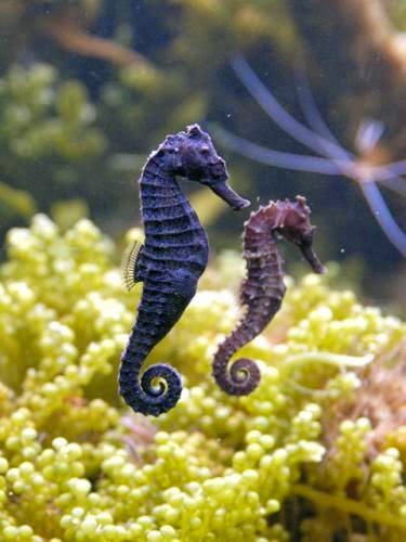 CSIC: Inicia Evaluación de Caballitos de Mar en España