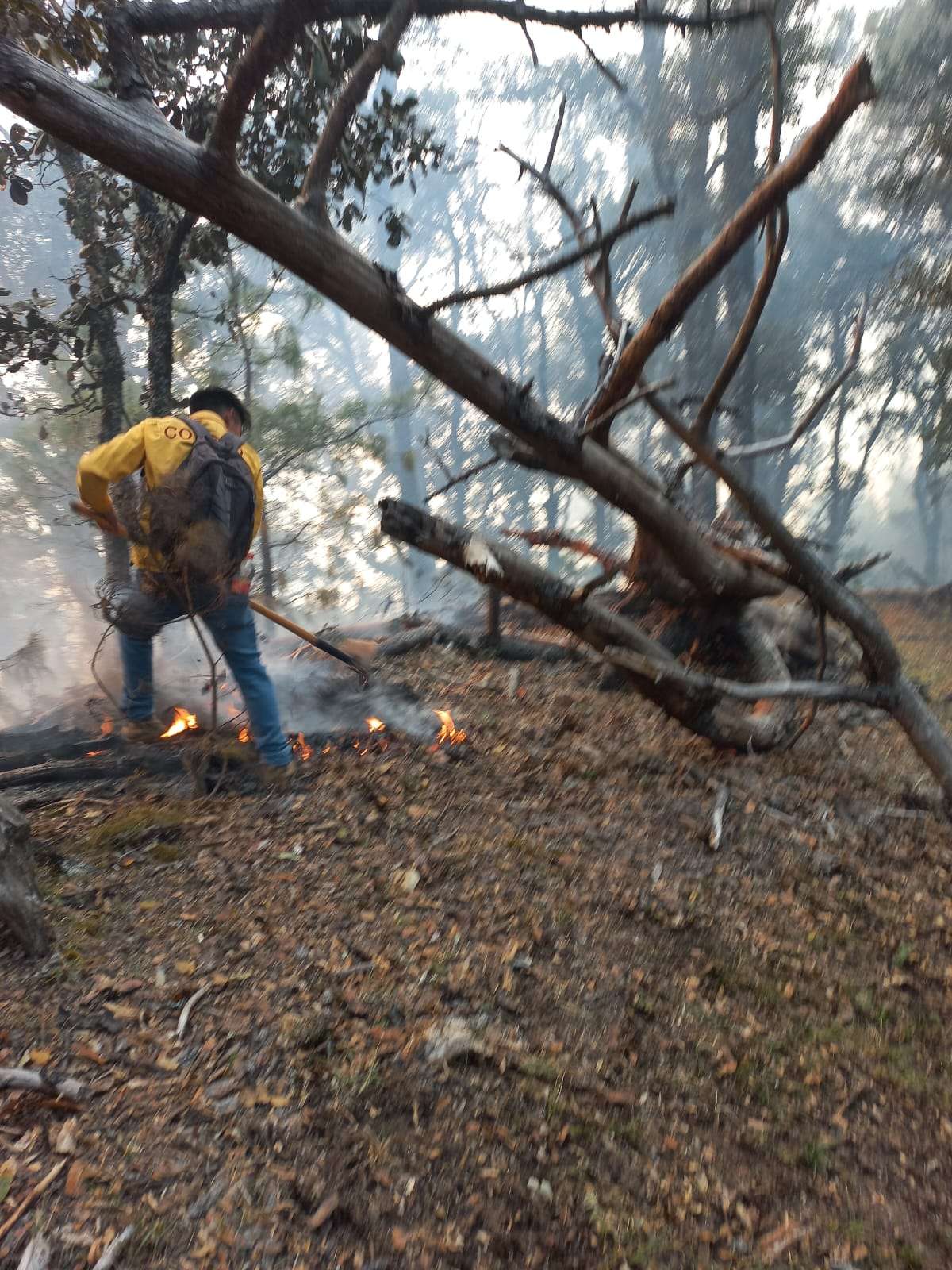 Emergencia Ambiental: Incendios Forestales Devastan Diversas Zonas de México