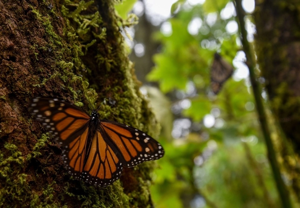 Impacto Climático: Superficie Ocupada por Mariposas Monarca Disminuye en un 59.3%