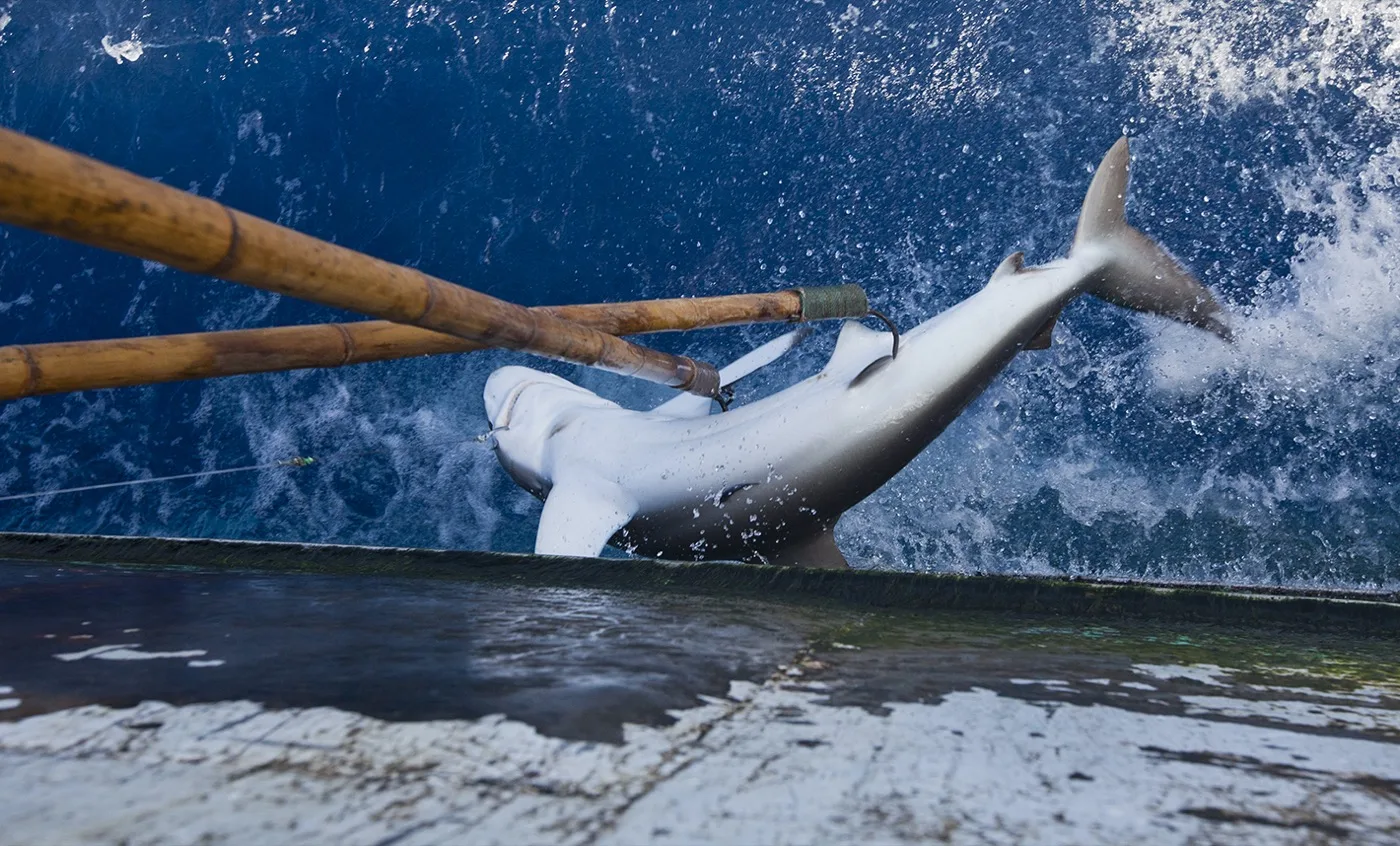 Consulta Pública: Mejorando la Protección de los Tiburones