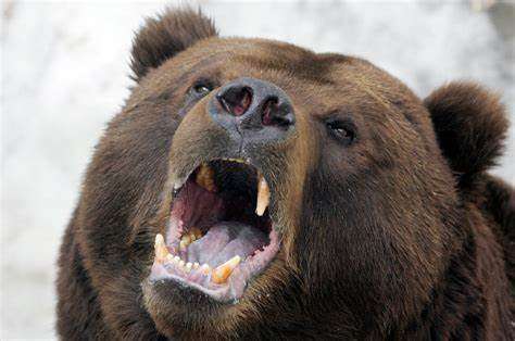 Emergencia en Liptovsky Mikulas por Ataques de Osos: Víctimas y Temor en la Comunidad
