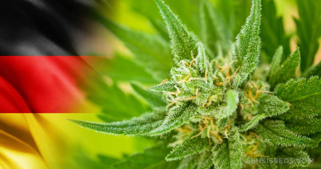 Desafío para los Verdes alemanes: Legalización del cannabis en peligro
