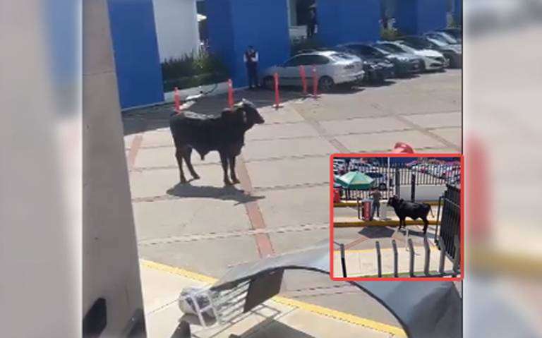 Sorprendente Invasión: Toro Se Cuela en la Preparatoria La Salle de CDMX, Provocando Revuelo en Redes