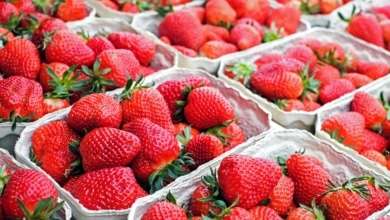 España Detecta Segunda Partida de Fresas Marroquíes con Hepatitis A con Destino a Polonia