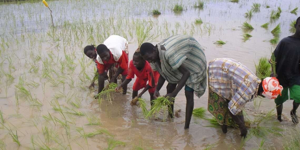 Maleza parásita del arroz causa pérdidas millonarias en África
