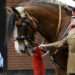 Caballos del Ejército Británico Desbocados por el Centro de Londres