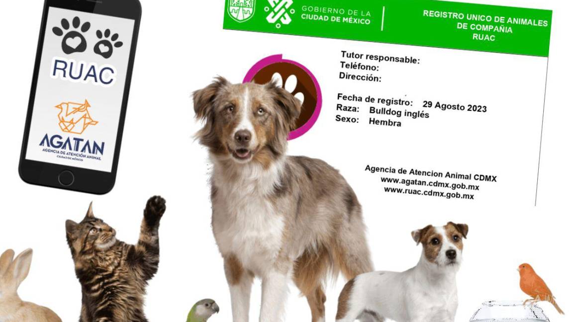 Nuevo Registro Obligatorio de Mascotas en la CDMX: Multas por Incumplimiento