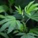 Marihuana Supera al Alcohol en Consumo Diario en Estados Unidos