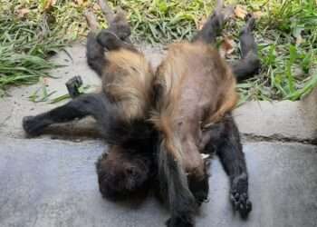 Senasica realiza análisis para determinar causa de muerte de monos: Semarnat