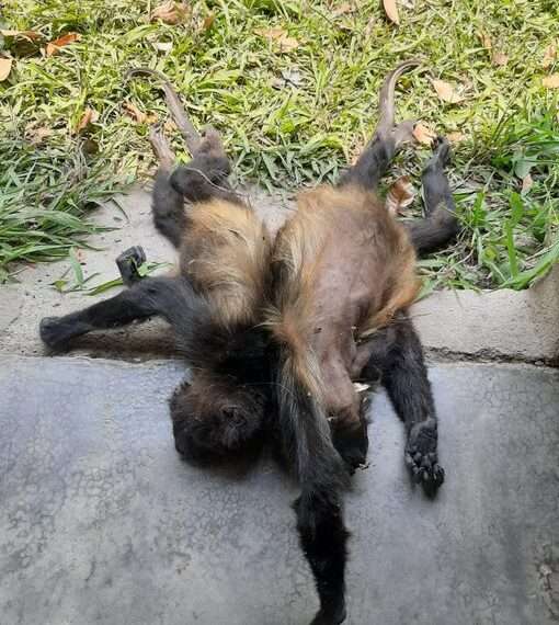 Senasica realiza análisis para determinar causa de muerte de monos: Semarnat