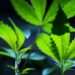 Estados Unidos Podría Reclasificar la Marihuana como Droga de Menor Peligrosidad