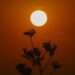 Ola de calor extremo afecta a México, Centroamérica y sur de EE.UU.