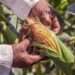México recibe 215,000 toneladas de maíz amarillo de EE.UU.