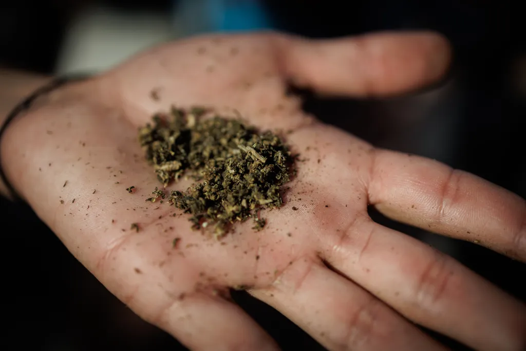 El Supremo Tribunal Federal de Brasil legaliza el porte y consumo de marihuana para uso personal.