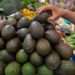 Suspensión Temporal de Importaciones de Aguacate Michoacano por Incidentes con Inspectores EE.UU.