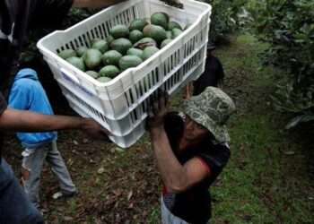 Michoacán Se Prepara para Reactivar Exportaciones de Aguacate a EE. UU.