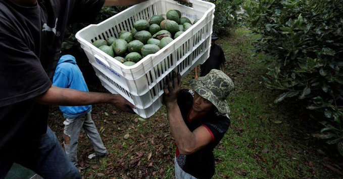 Michoacán Se Prepara para Reactivar Exportaciones de Aguacate a EE. UU.