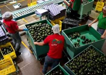 Inspectores de EU regresan a Michoacán tras pausa en exportación de aguacate