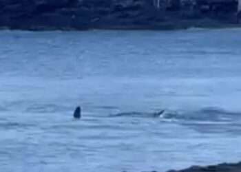 Reabren playa en Canarias tras avistamiento de tiburón
