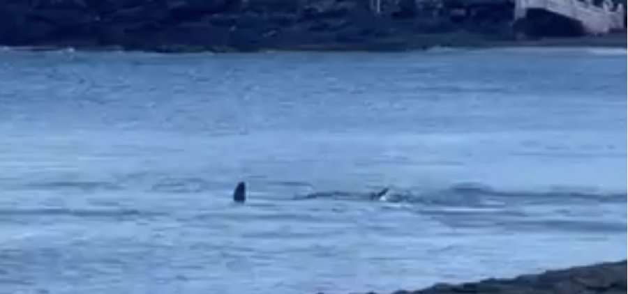Reabren playa en Canarias tras avistamiento de tiburón