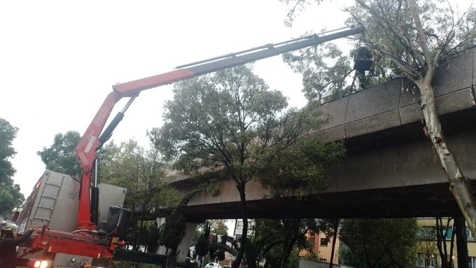 Metro CDMX: Árbol Caído Interrumpe Servicio en la Línea 4