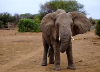 Turista español muere en Sudáfrica tras ser aplastado por elefante durante safari fotográfico