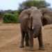 Turista español muere en Sudáfrica tras ser aplastado por elefante durante safari fotográfico
