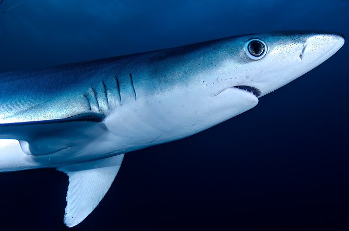 Detectan Cocaína en Tiburones en Brasil por Primera Vez