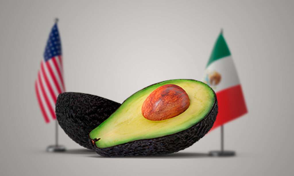aguacate
