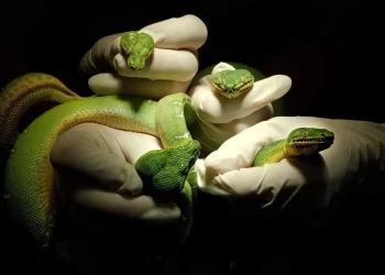 Decomisan 104 Serpientes Vivas Ocultas en Pantalones de Viajero en Shenzhen