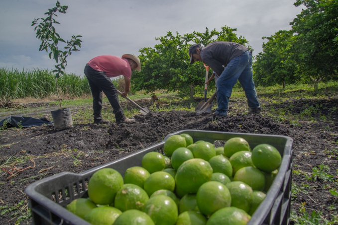 Cierre de empacadoras de limón en Apatzingán por problemas de seguridad