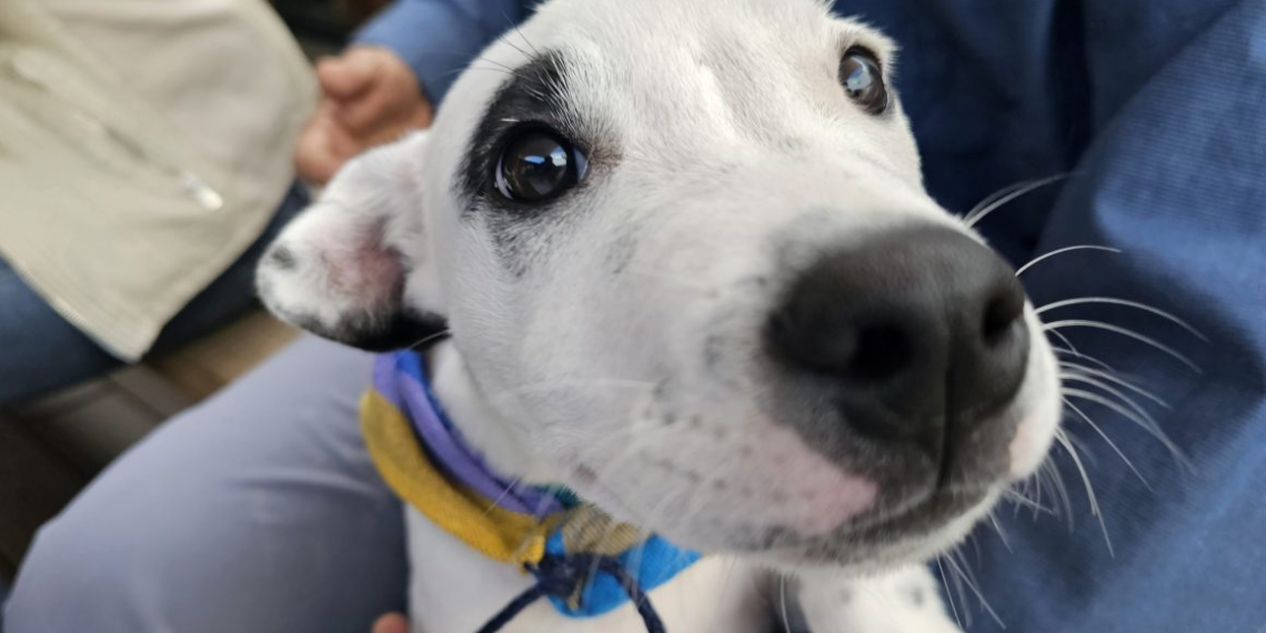 Activistas denuncian envenenamiento masivo de animales en Maravatío
