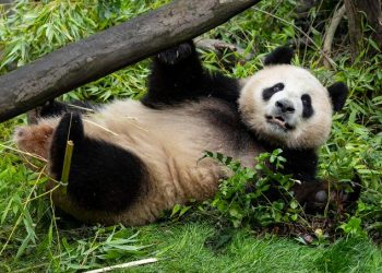 Llegan dos pandas gigantes de China al Zoológico Nacional de Washington