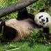 Llegan dos pandas gigantes de China al Zoológico Nacional de Washington