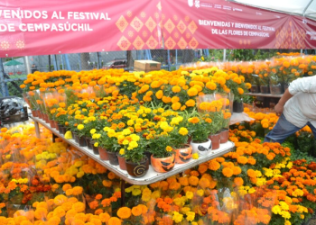 Festival de las Flores de Cempasúchil llega a Paseo de la Reforma