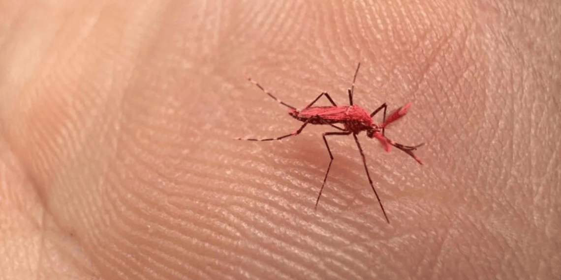 Aumento del dengue en Sinaloa alcanza el 1,600% en 2024