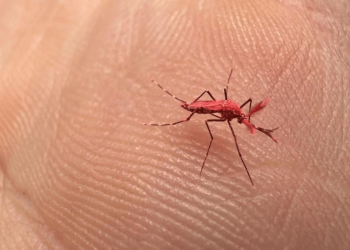 Aumento del dengue en Sinaloa alcanza el 1,600% en 2024