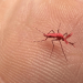 Aumento del dengue en Sinaloa alcanza el 1,600% en 2024