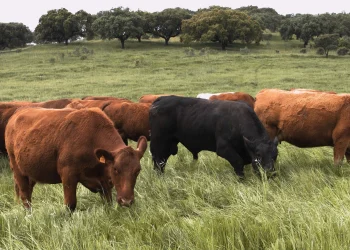Países de América Latina trabajan juntos para lograr una ganadería sostenible