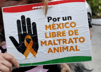 Avanza reforma constitucional sobre protección animal al Pleno del Senado