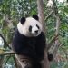 Australia recibe dos pandas gigantes de China como símbolo de diplomacia