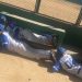 Tiroteo interrumpe partido de béisbol en Culiacán, Sinaloa