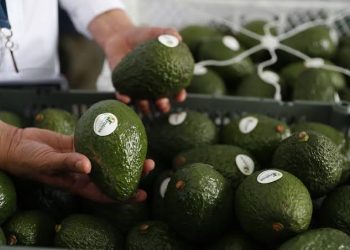 México lanza plan de certificación para agroexportaciones, iniciando con el aguacate