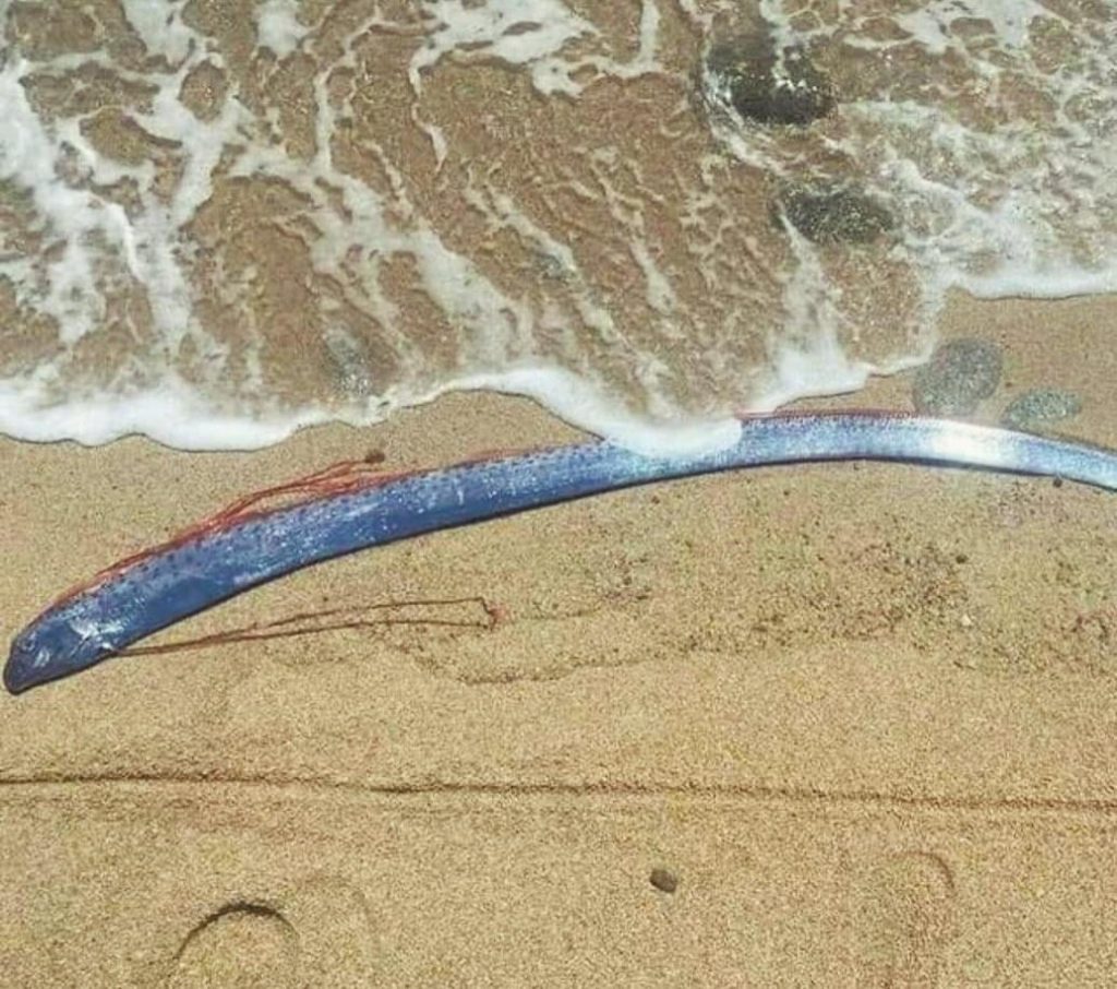Raro pez remo encontrado en una playa de México genera pánico