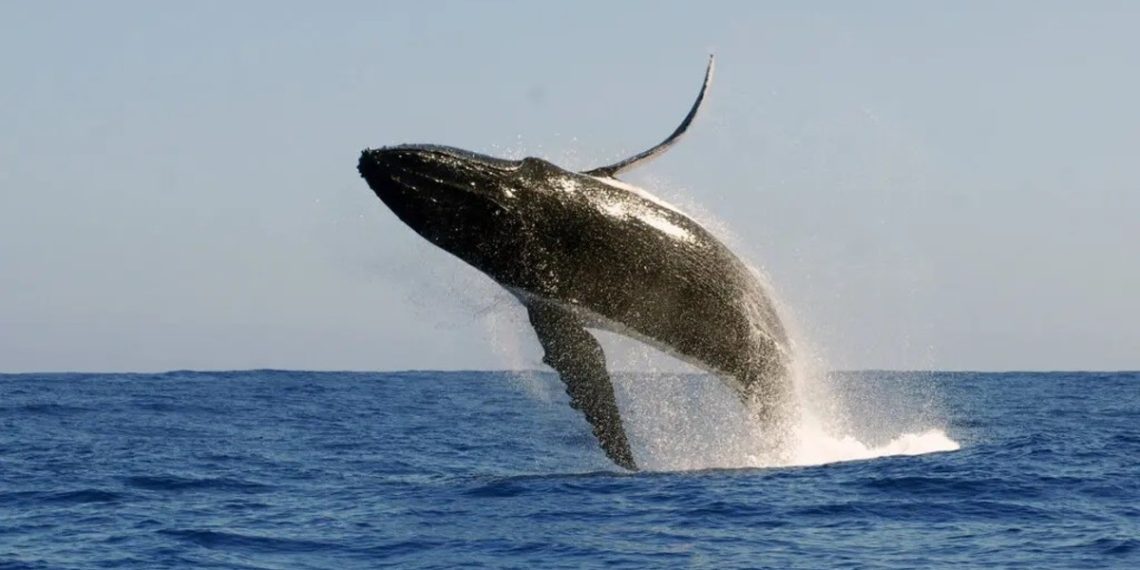Joven relata cómo una ballena lo tragó y luego lo escupió en el mar